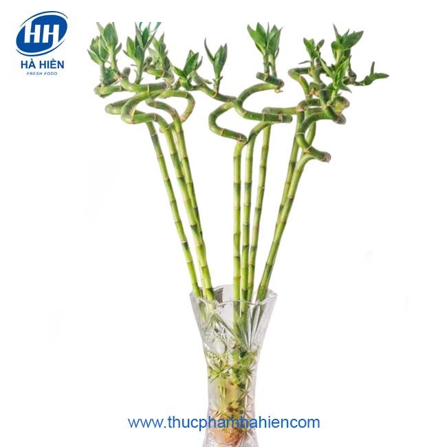 PHÁT TÀI XOẮN 60CM