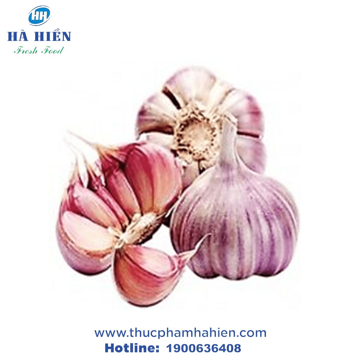 TỎI TÍM HÀ NỘI