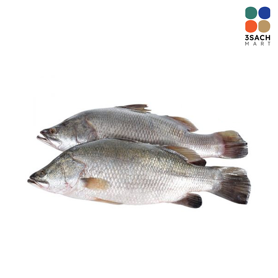  Cá Chẽm Quy Nhơn (Size 0.8-1.2) - 1.2 kg 