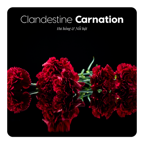 Nước hoa Clandestine Carnation