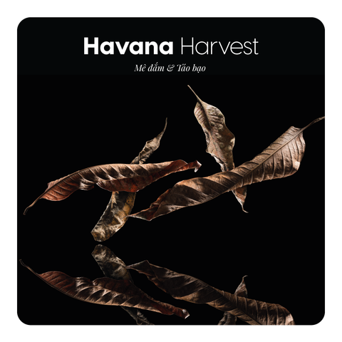 Nước hoa Havana Harvest