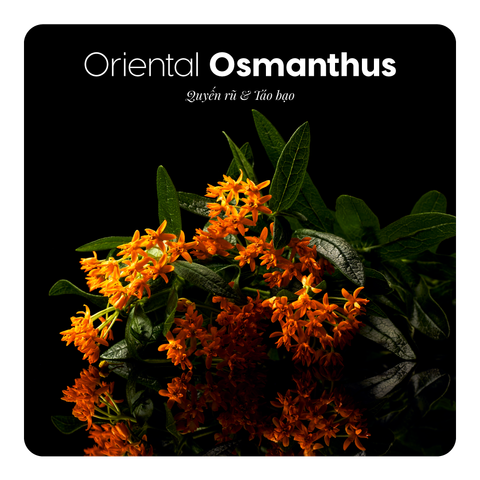 Nước hoa Oriental Osmanthus