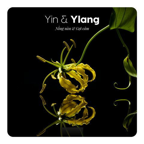 Nước hoa Yin & Ylang
