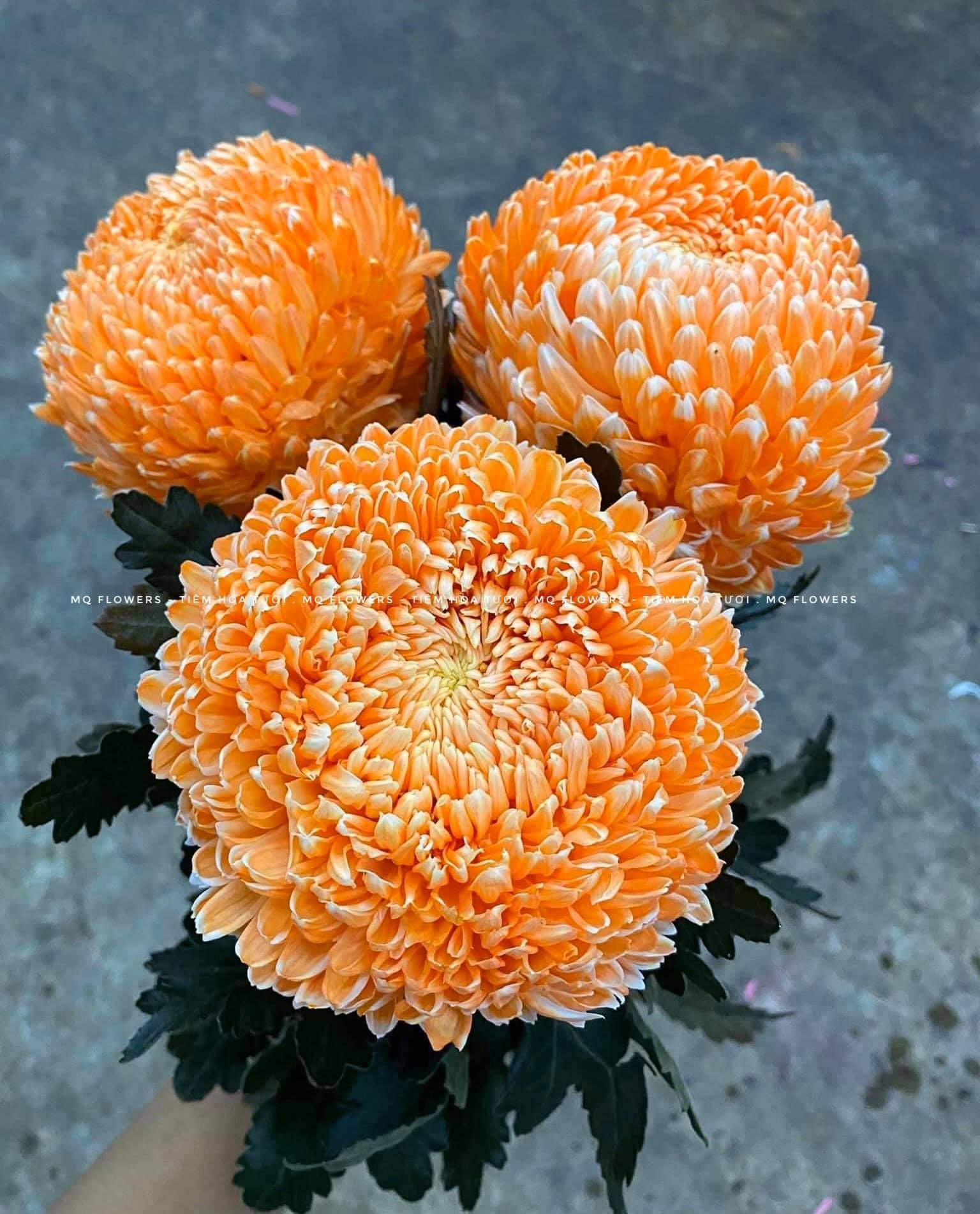 Cúc mẫu đơn