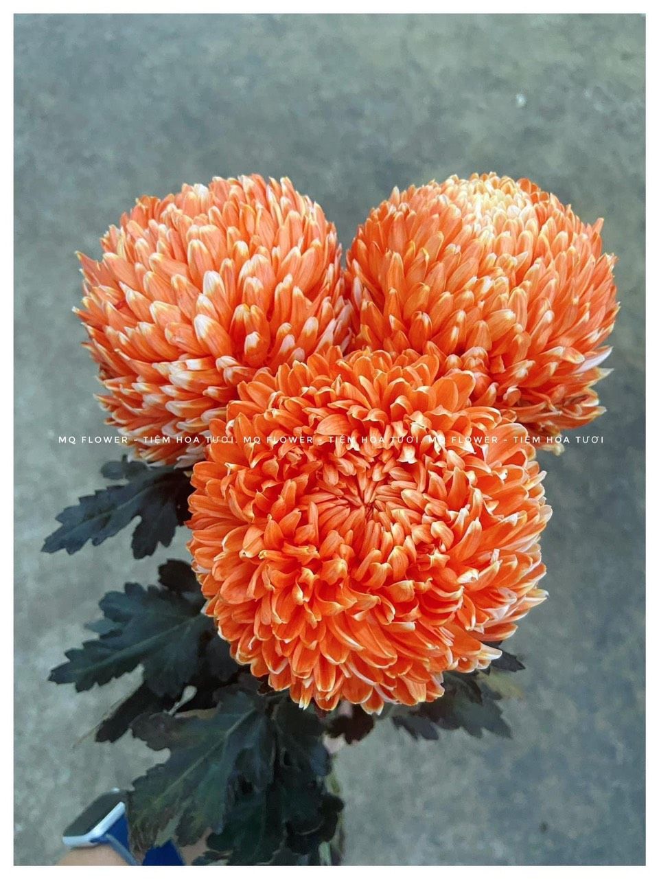 Cúc mẫu đơn
