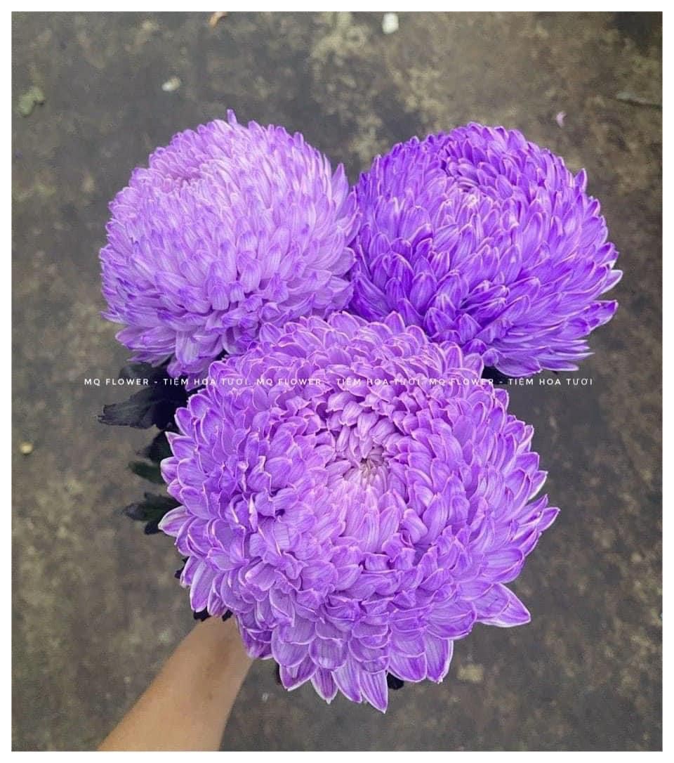 Cúc mẫu đơn