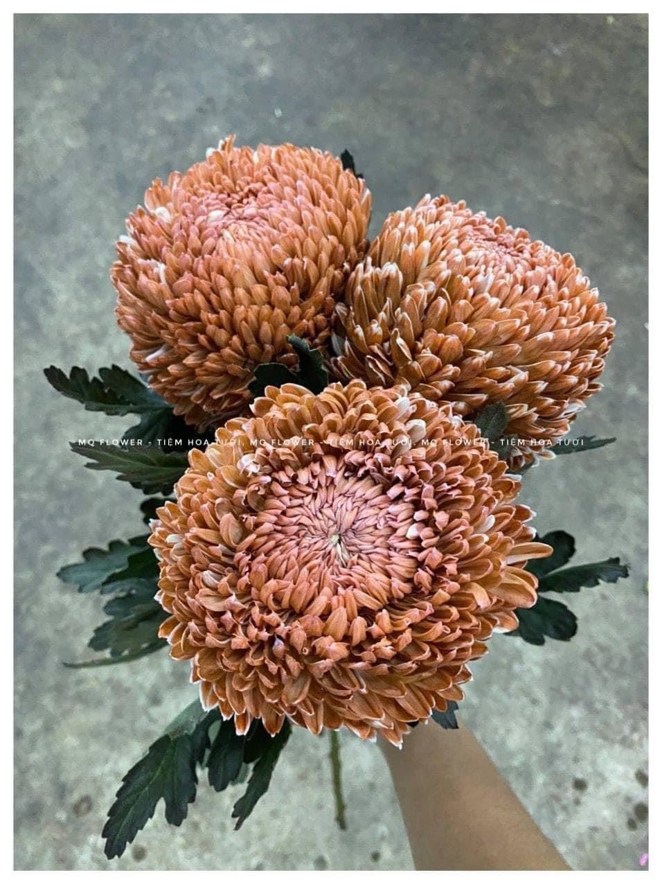 Cúc mẫu đơn