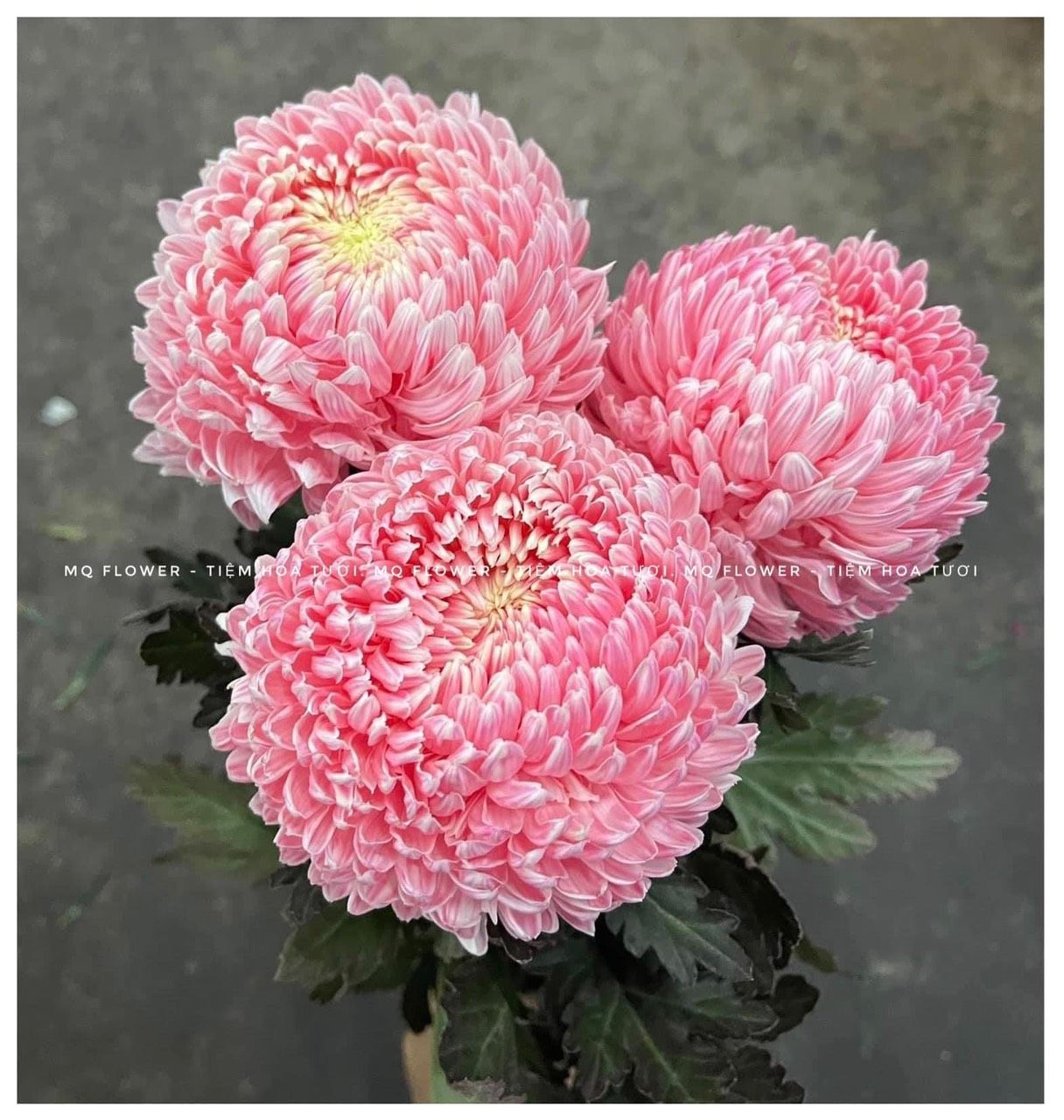 Cúc mẫu đơn