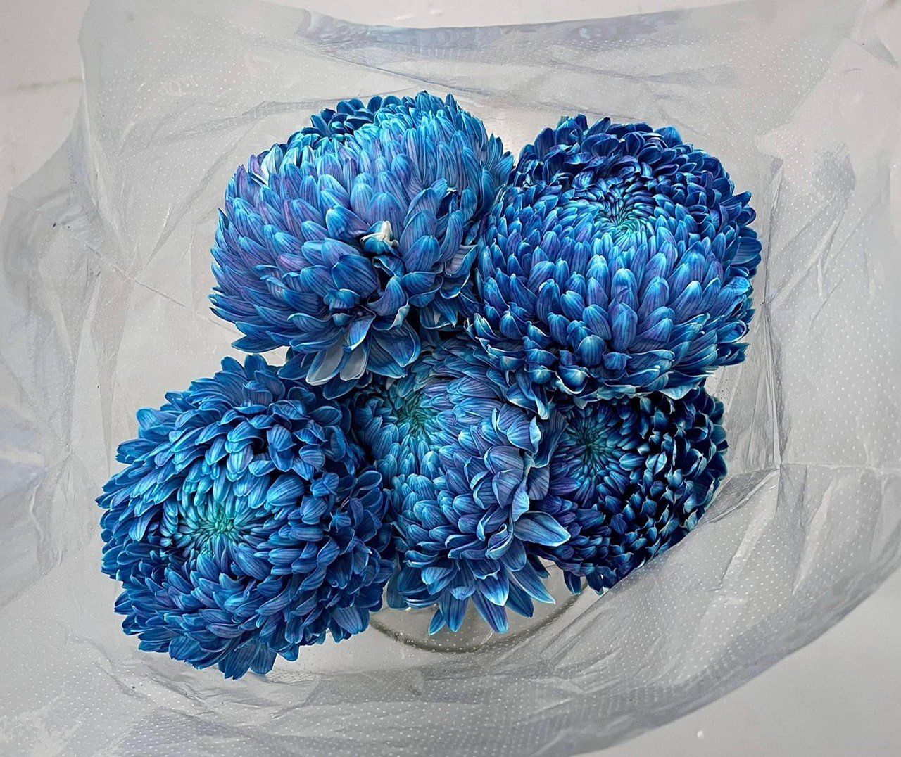 Cúc mẫu đơn