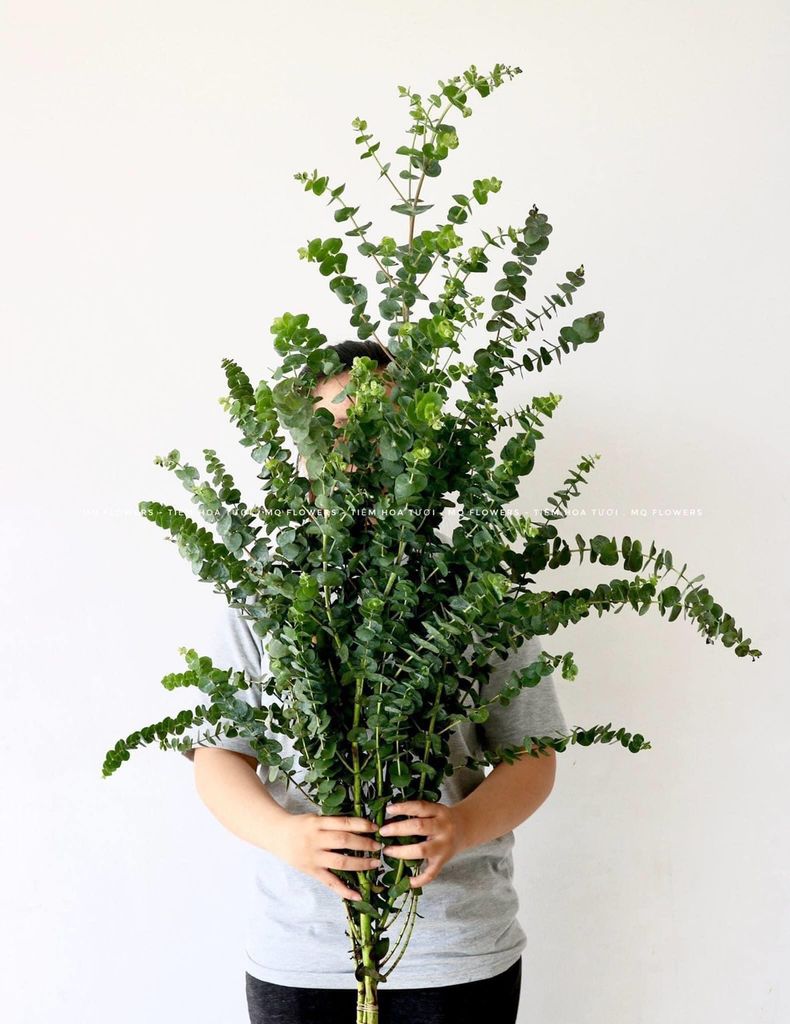 Lá bạc nhí Đà Lạt