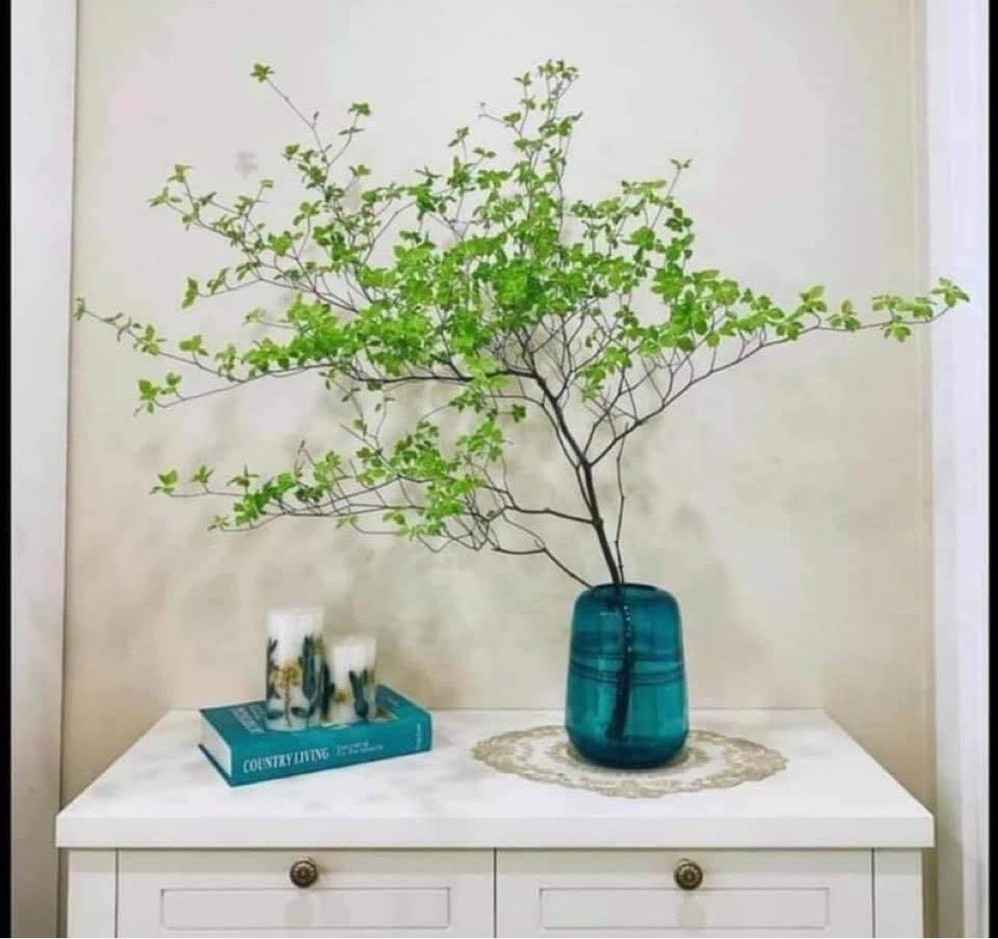 Cành thạch nam Nhật Bản