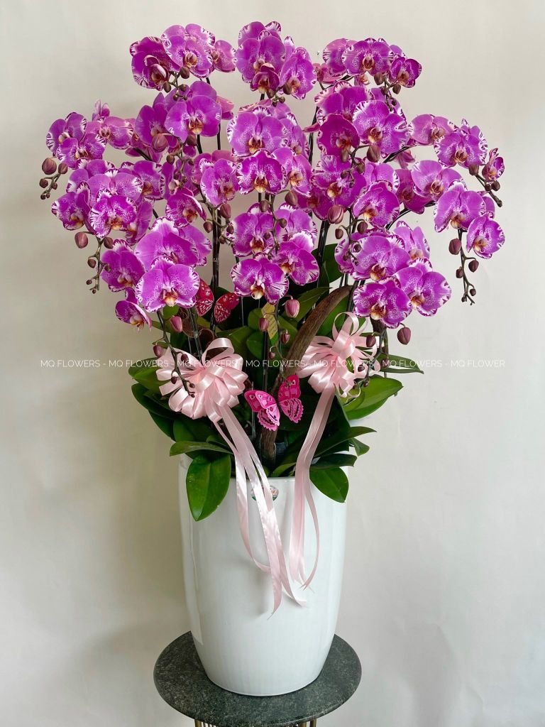 L0031 - LAN HỒ ĐIỆP