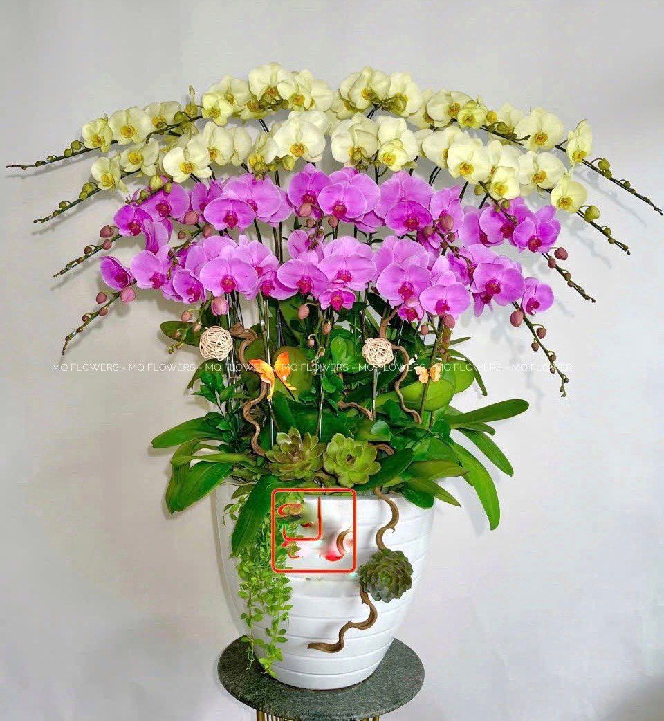 L0033 - LAN HỒ ĐIỆP