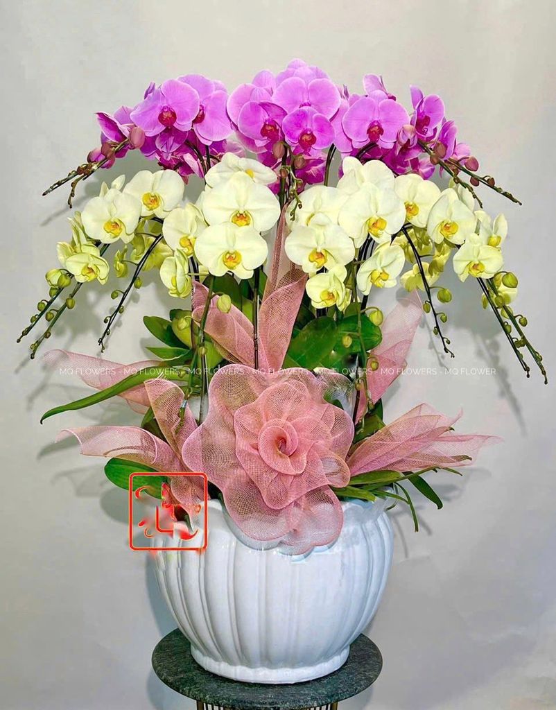 L0034 - LAN HỒ ĐIỆP