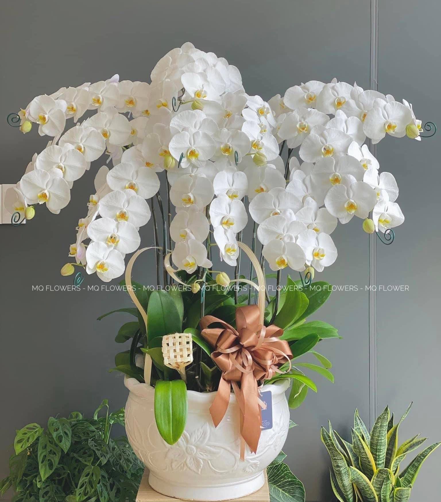 L0045 - LAN HỒ ĐIỆP