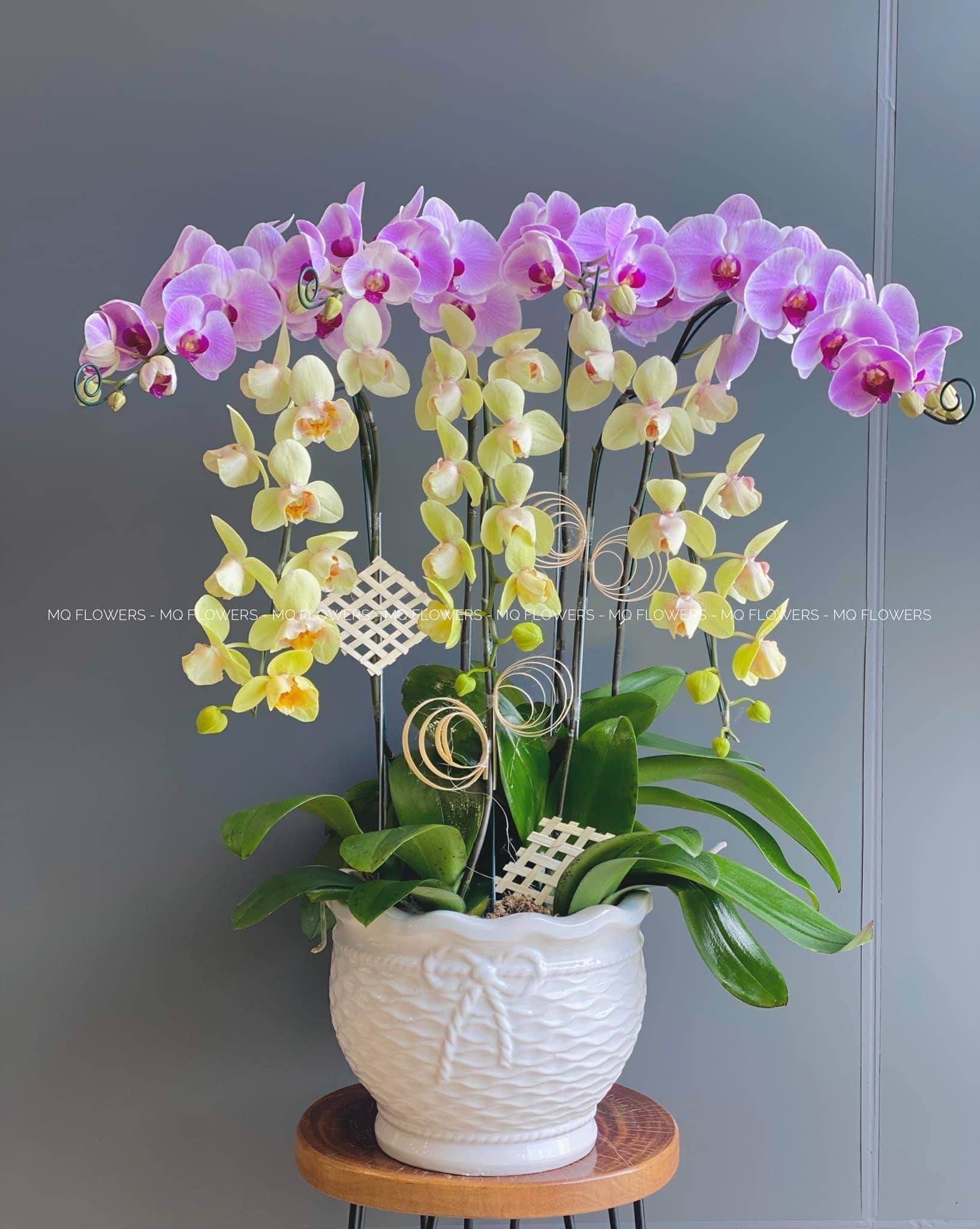 L0050 - LAN HỒ ĐIỆP