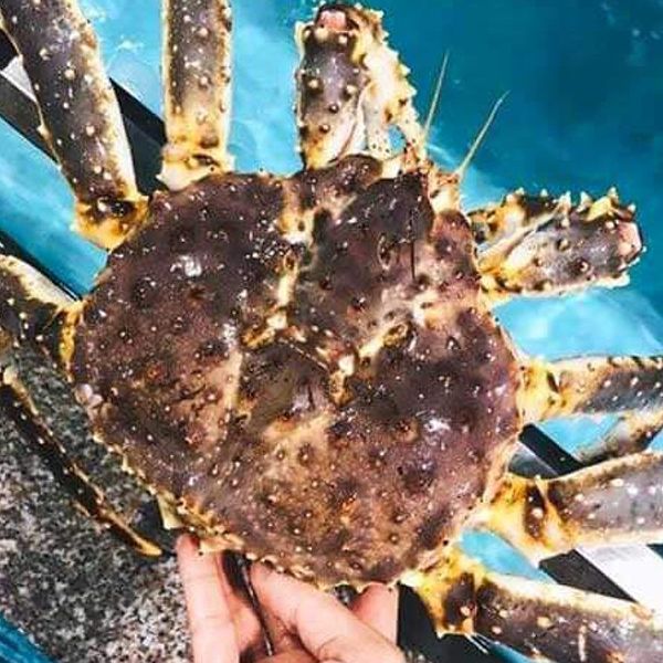 Cua Hoàng Đế King Crab Đỏ Bao Ăn Nhập Khẩu Tươi Sống HẢI ĐẢO FOOD Nhiều Size