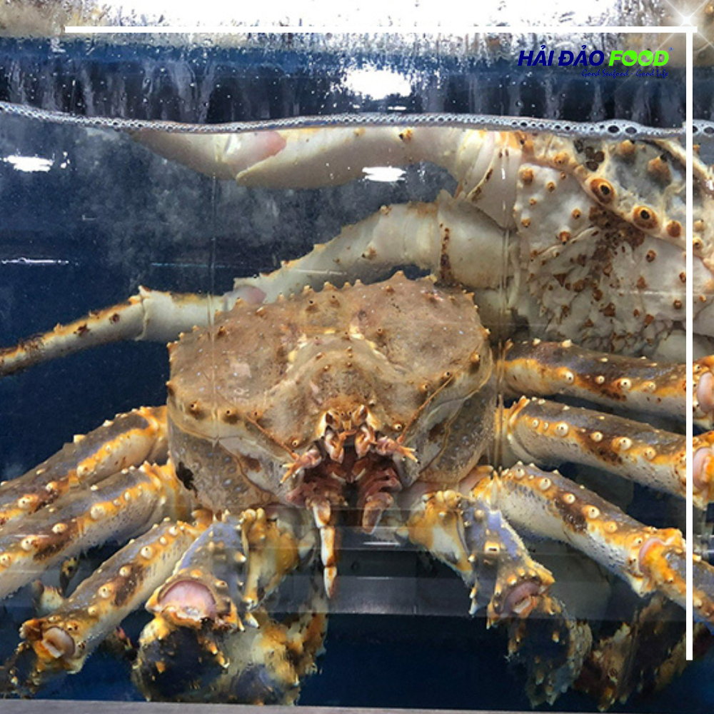 Cua Hoàng Đế King Crab Đỏ Bao Ăn Nhập Khẩu Tươi Sống HẢI ĐẢO FOOD Nhiều Size