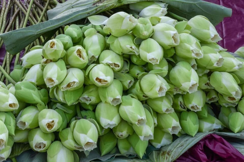 10 Bông sen Trắng