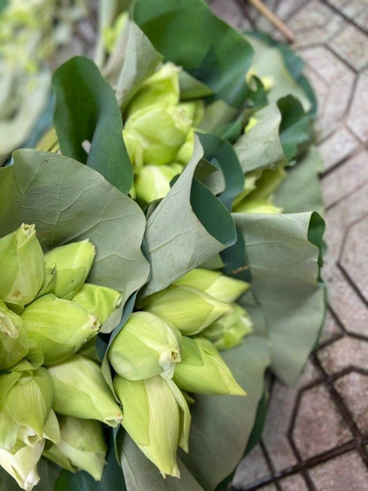 10 Bông sen Trắng
