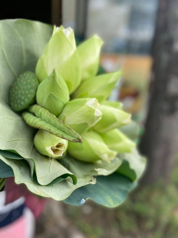 10 Bông sen Trắng