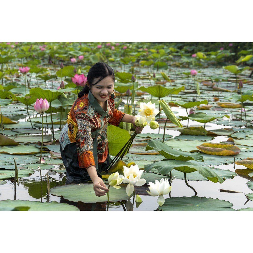 HẠT GIỐNG SEN HUẾ - SEN TRẮNG 100% THUẦN SEN TIẾN VUA HOÀNG CUNG