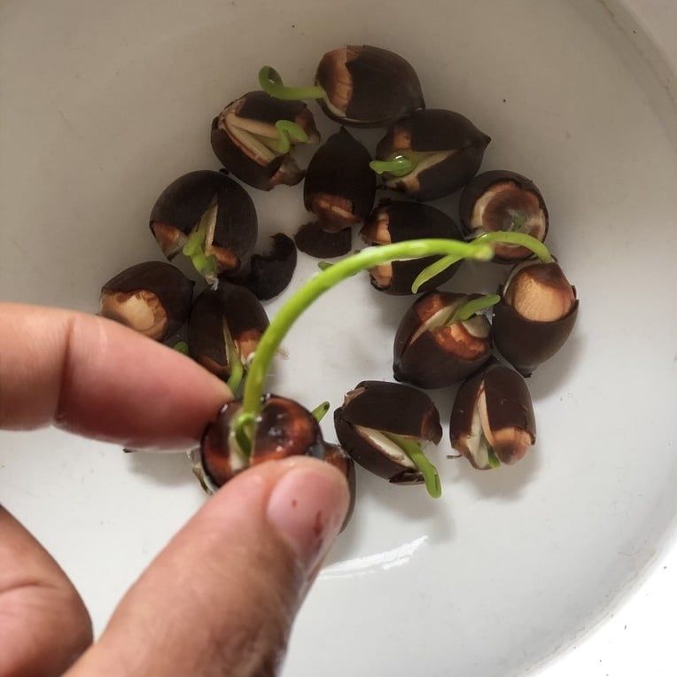 HẠT GIỐNG SEN HUẾ - SEN TRẮNG 100% THUẦN SEN TIẾN VUA HOÀNG CUNG