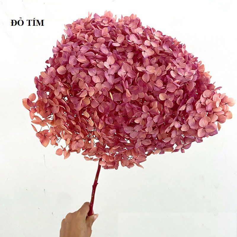  Cẩm tú cầu cành 200g-DF030 