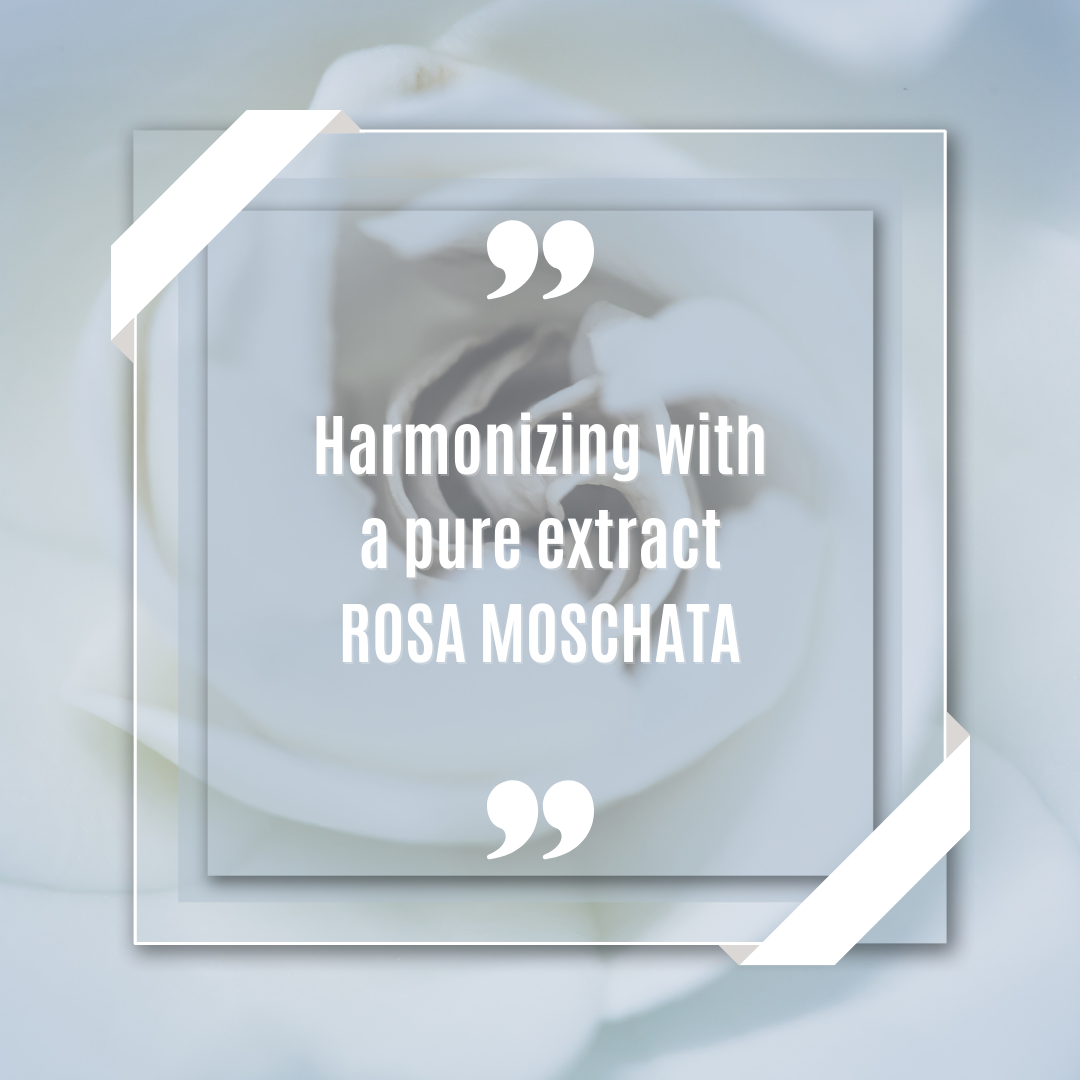 Tinh chất hoa hồng tái tạo da Pure Extract Rosa Moschata chuyên Spa
