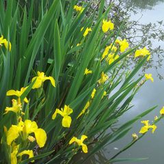 Hoa diên vĩ vàng (Iris vàng)