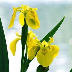 Hoa diên vĩ vàng (Iris vàng)