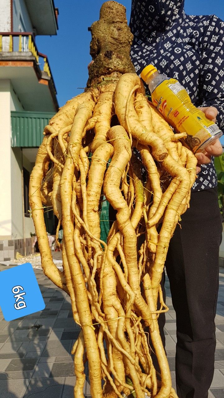 Củ Đinh Lăng Tươi (Đinh Lăng Nếp - Lá Nhỏ)