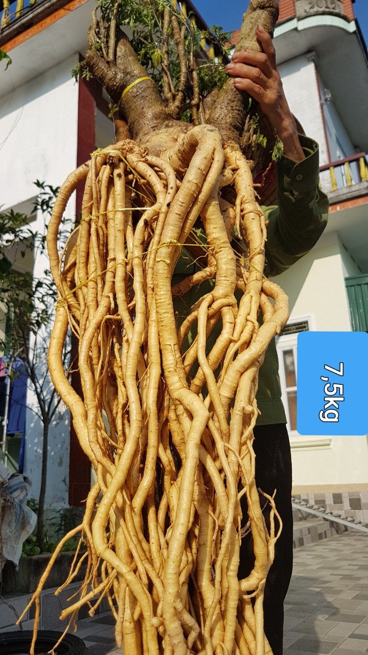 Củ Đinh Lăng Tươi (Đinh Lăng Nếp - Lá Nhỏ)