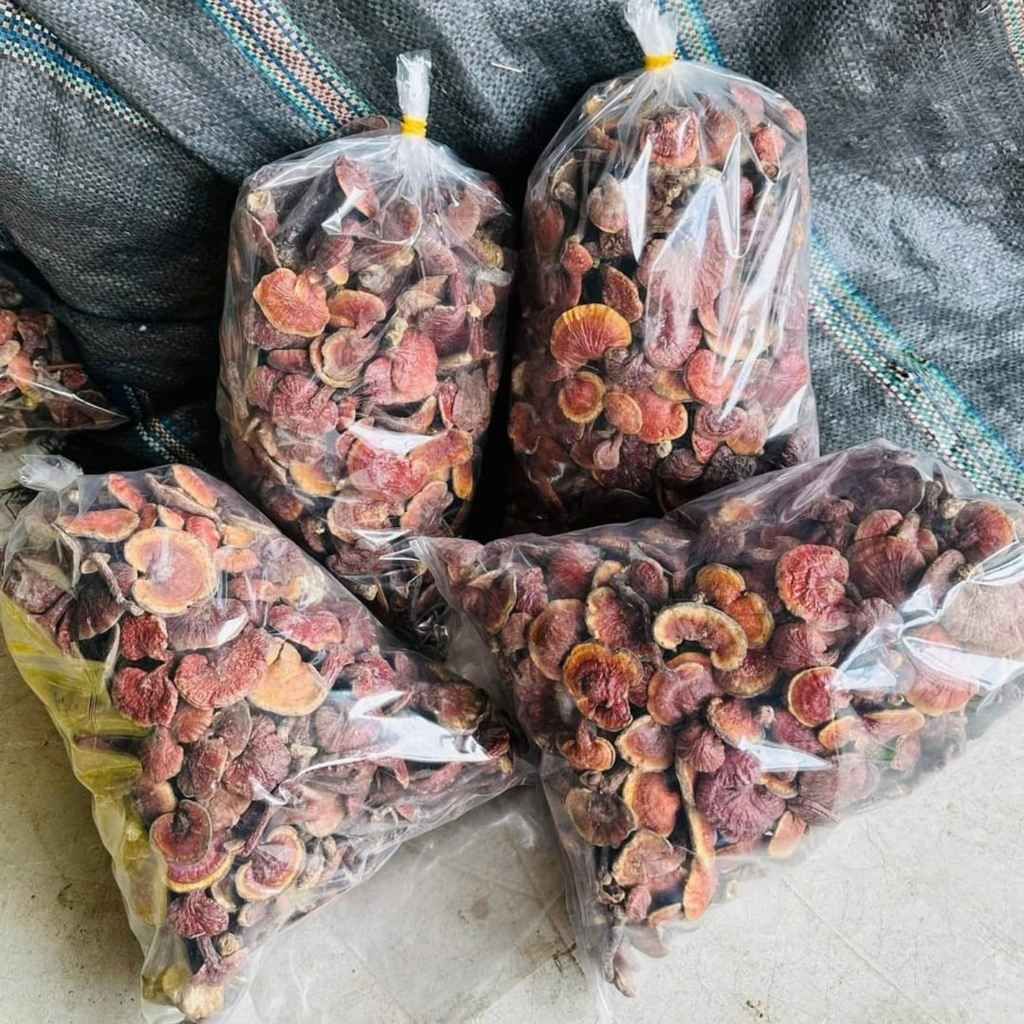 Nấm lim xanh rừng BKNHVN-9009