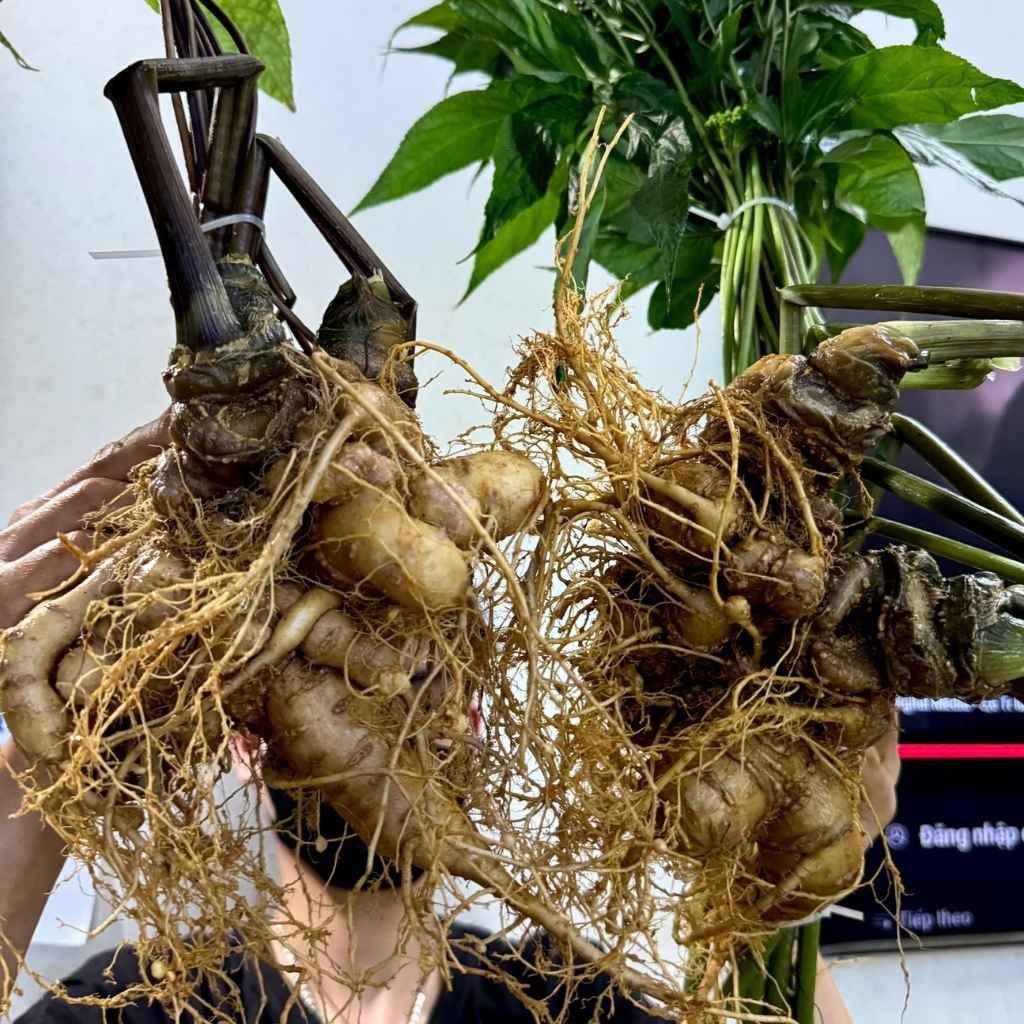 Cặp sâm ngọc linh lớn BKNHVN-9016
