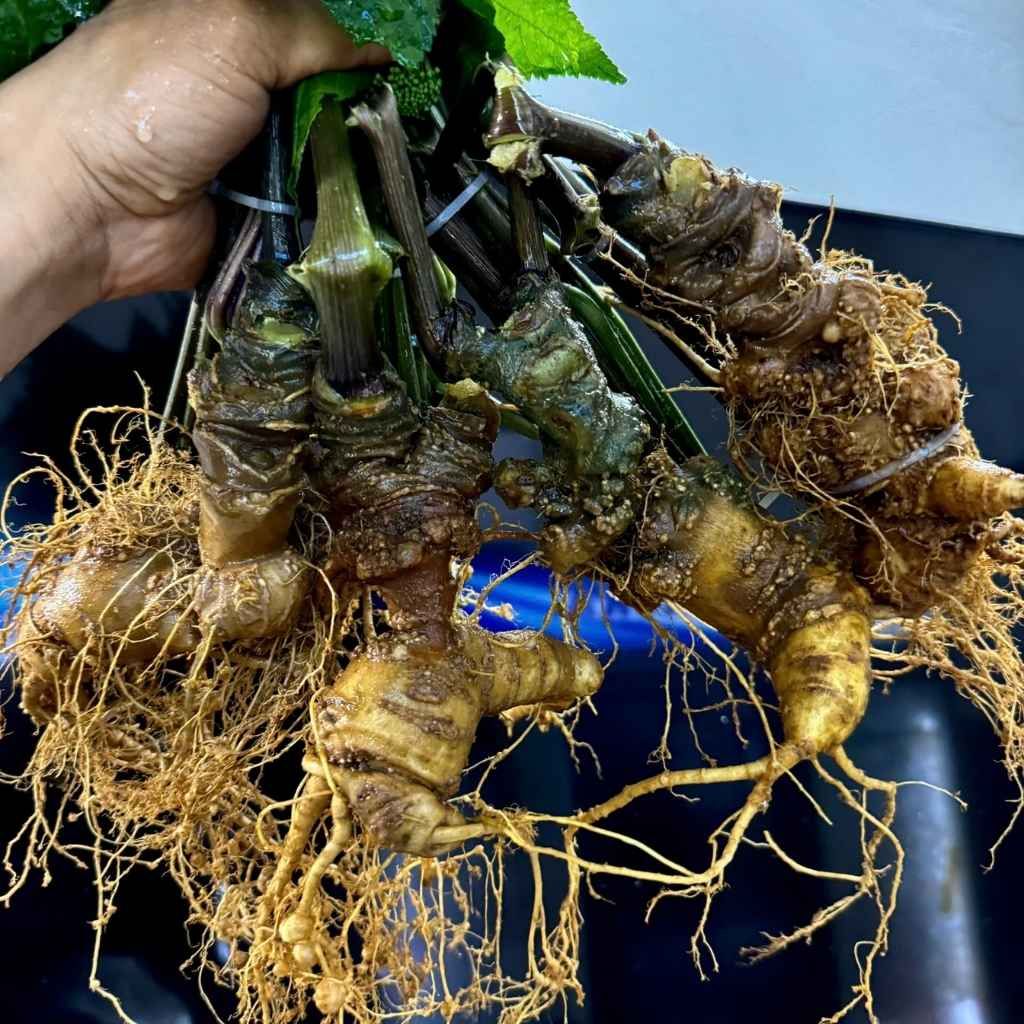 Sâm Vùi Đầu Dài Rễ Tơ Thơm Lừng Vị Sâm BKNHVN-9017