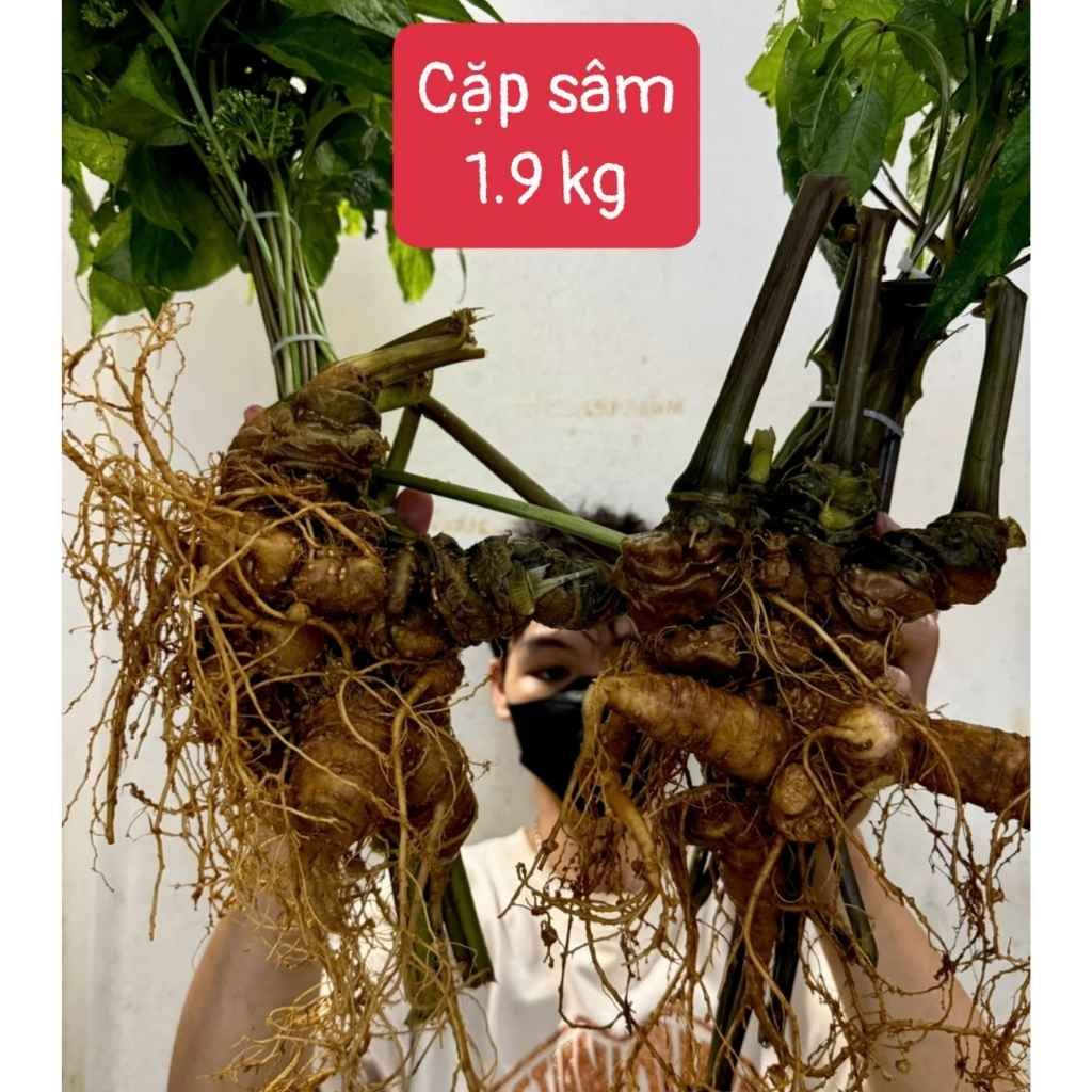 Cặp Sâm Vùi Siêu Khủng BKNHVN-9018
