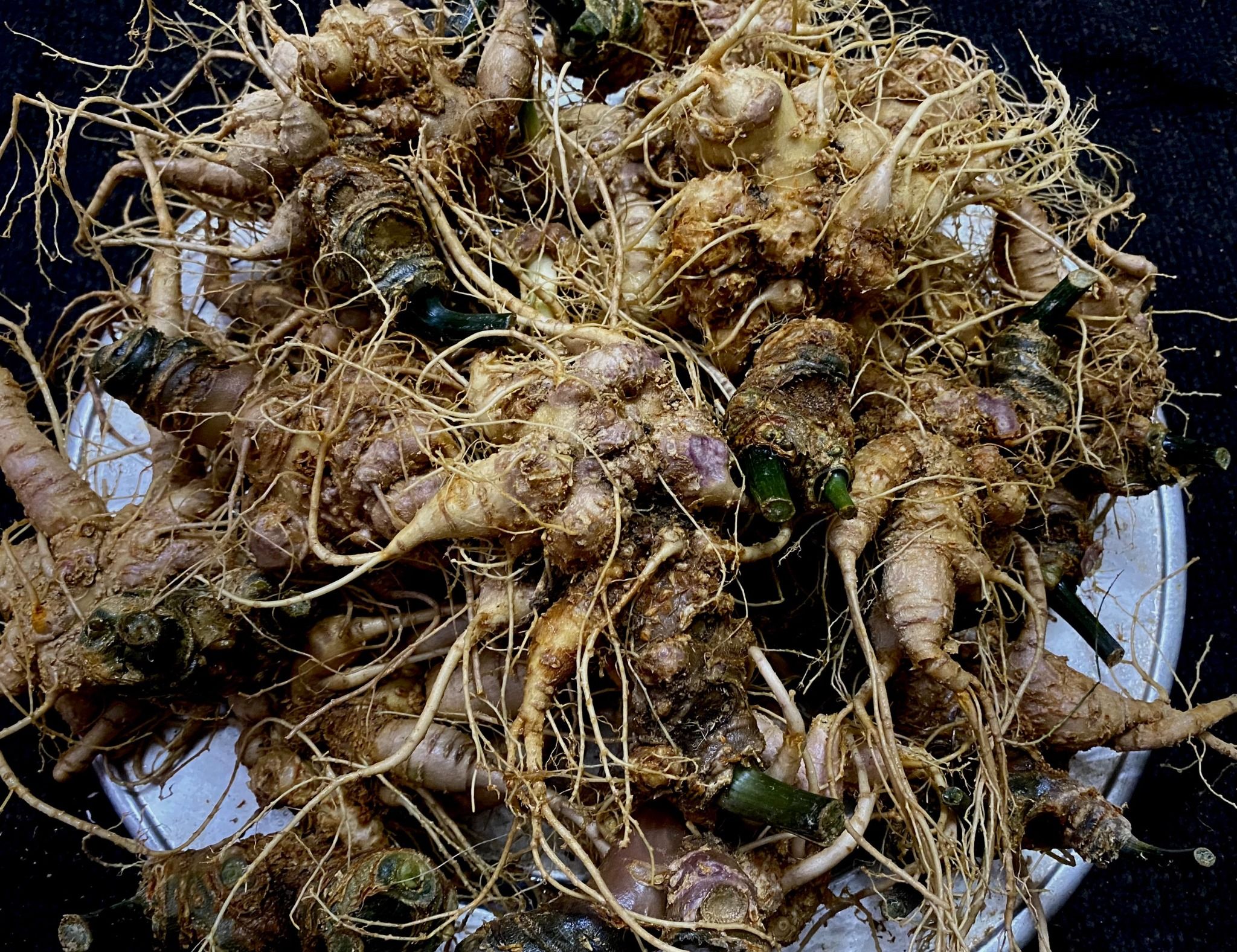 Sâm sứt to khủng cực hiếm