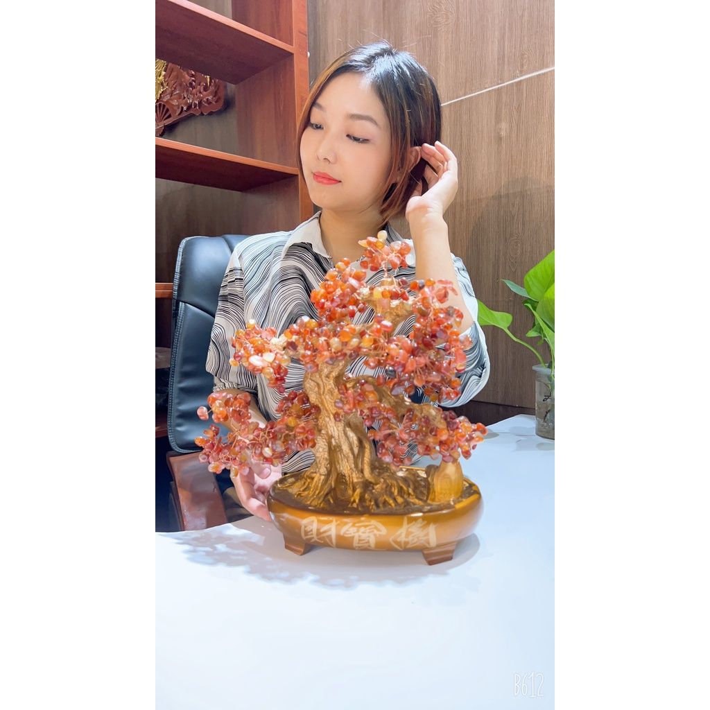 Cây cảnh đã ngọc màu đỏ