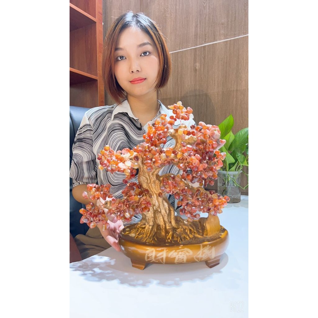 Cây cảnh đã ngọc màu đỏ