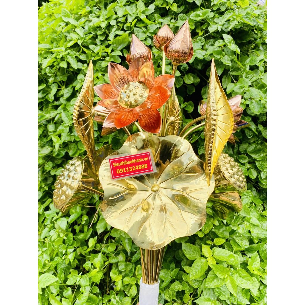 Bó sen đồng vàng _Bảo Khánh