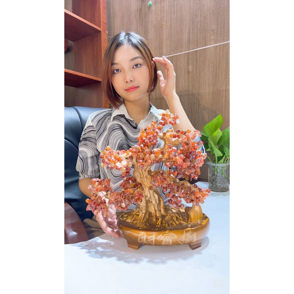 Cây cảnh đã ngọc màu đỏ