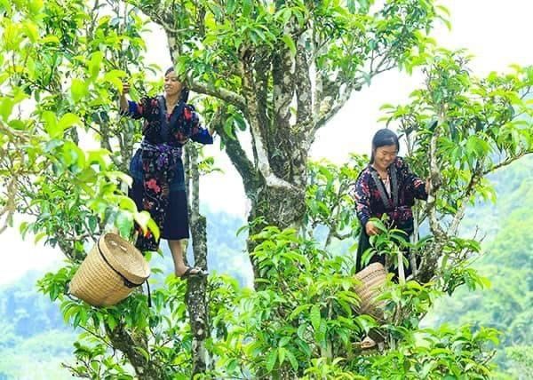 Bạch Trà Shan Lọ 2,5 lạng