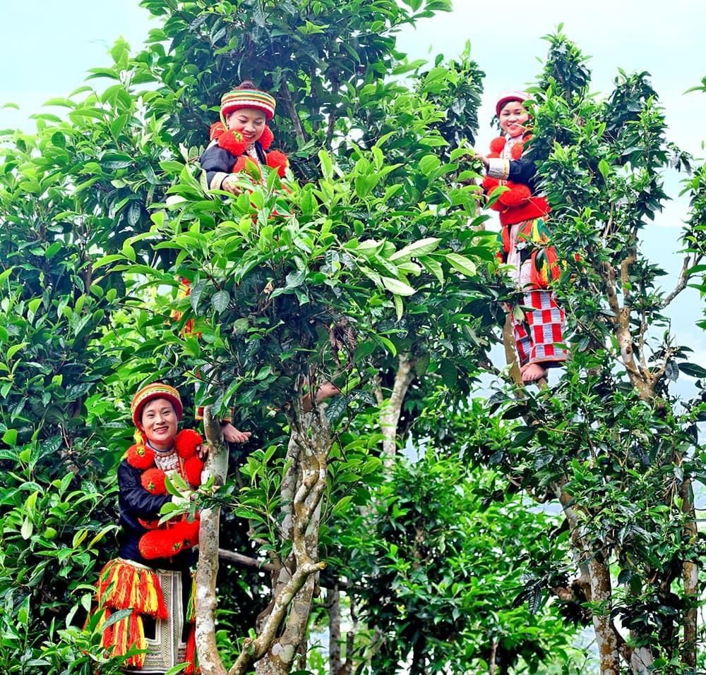 Bạch Trà Shan Lọ 2,5 lạng