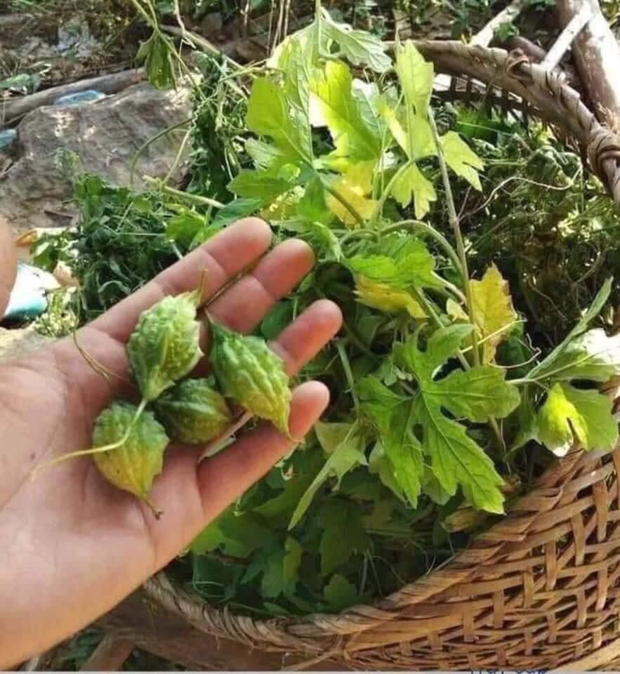 MƯỚP ĐẮNG RỪNG