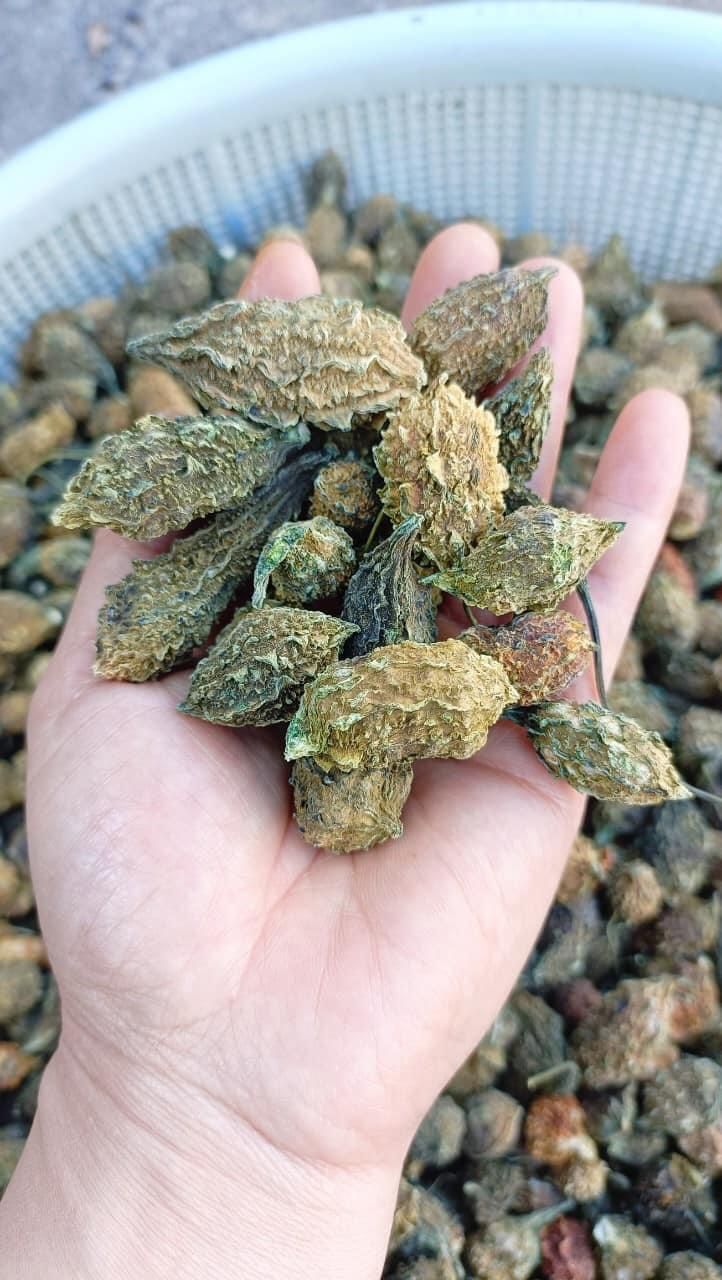MƯỚP ĐẮNG RỪNG