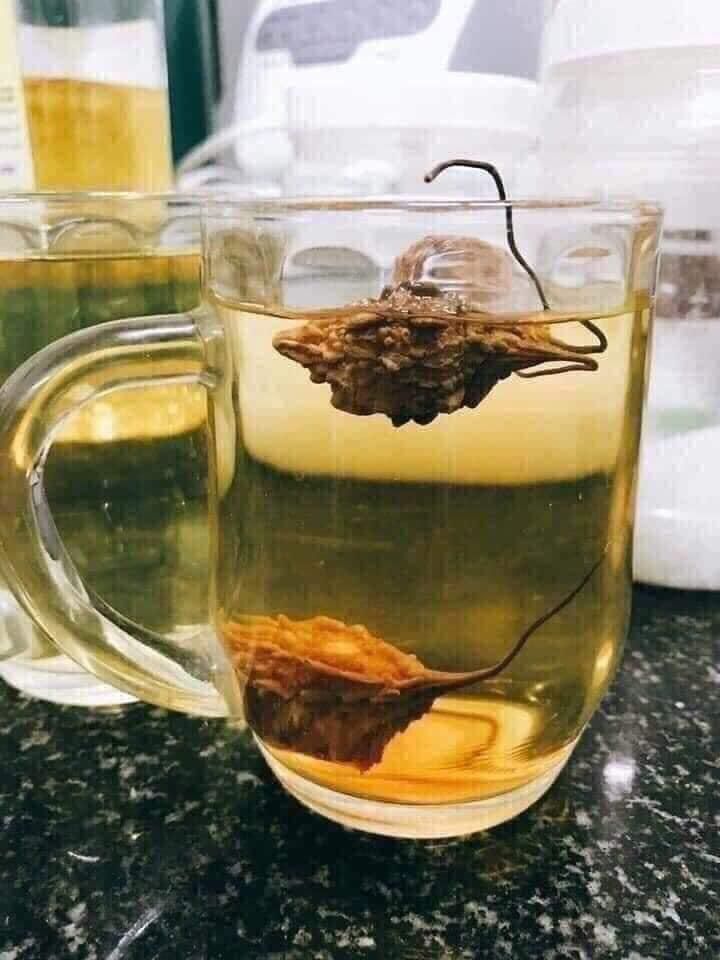 MƯỚP ĐẮNG RỪNG