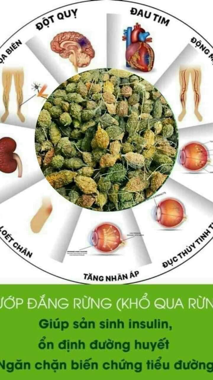 MƯỚP ĐẮNG RỪNG