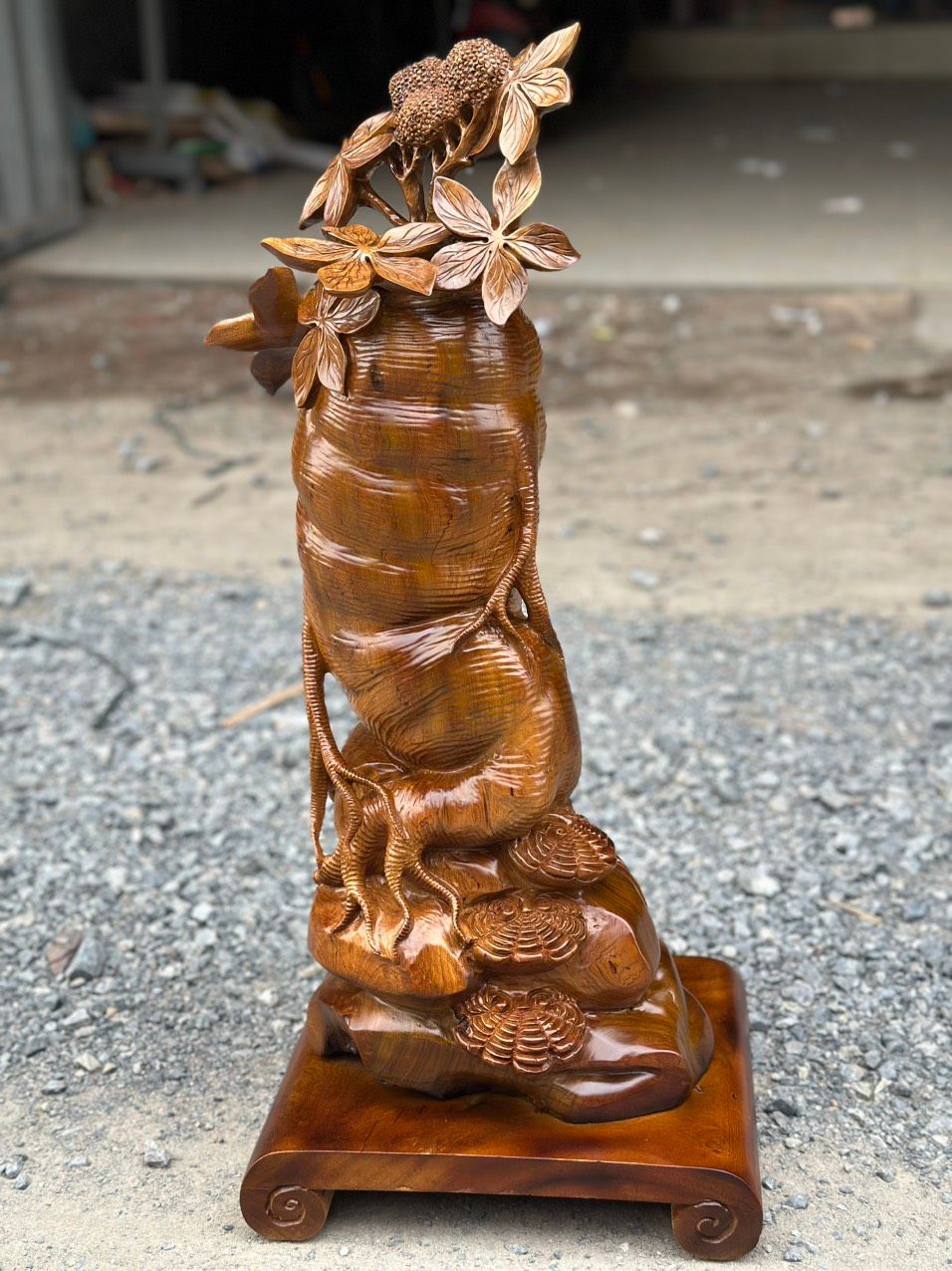 Củ Nhân Sâm Gỗ Bách Xanh Mộc Châu