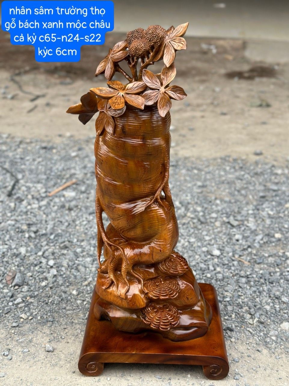Củ Nhân Sâm Gỗ Bách Xanh Mộc Châu